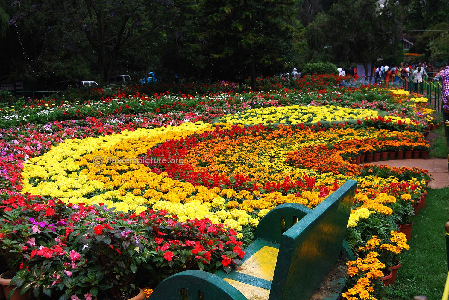 Ooty Flower Show 2015 Photo Gallery