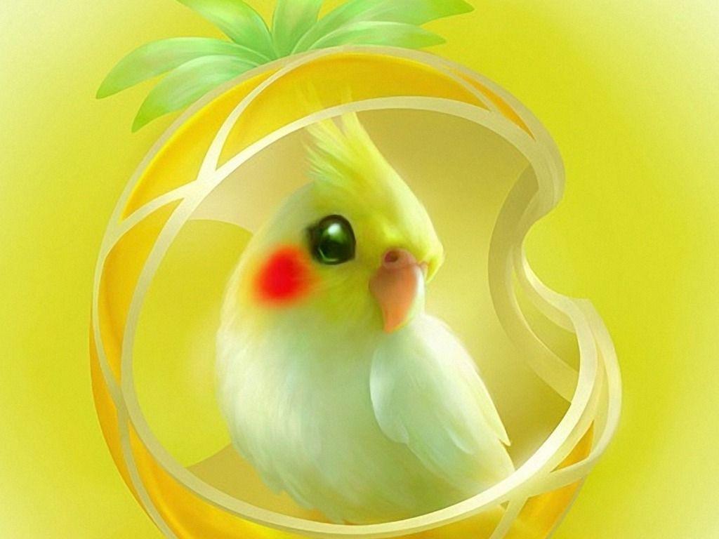 High Quality Wallpaper: Cute Parrot Image For Desktop, Free