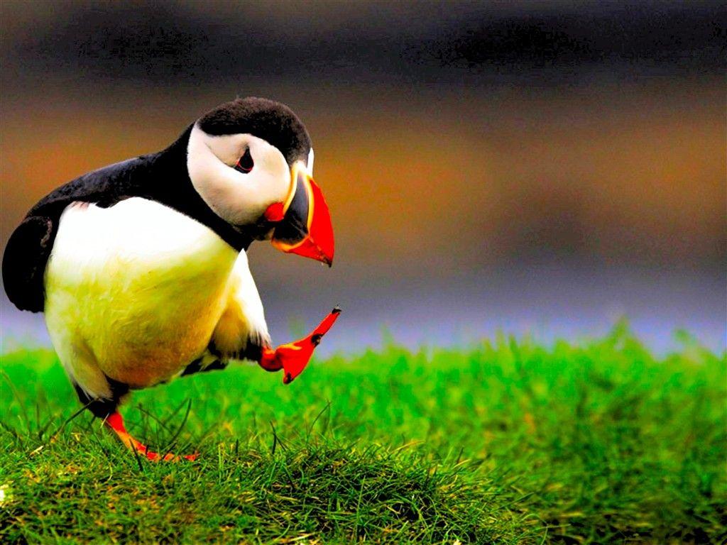 Atlantic puffin birds HD Wallpaper. High Quality HD Wallpaper