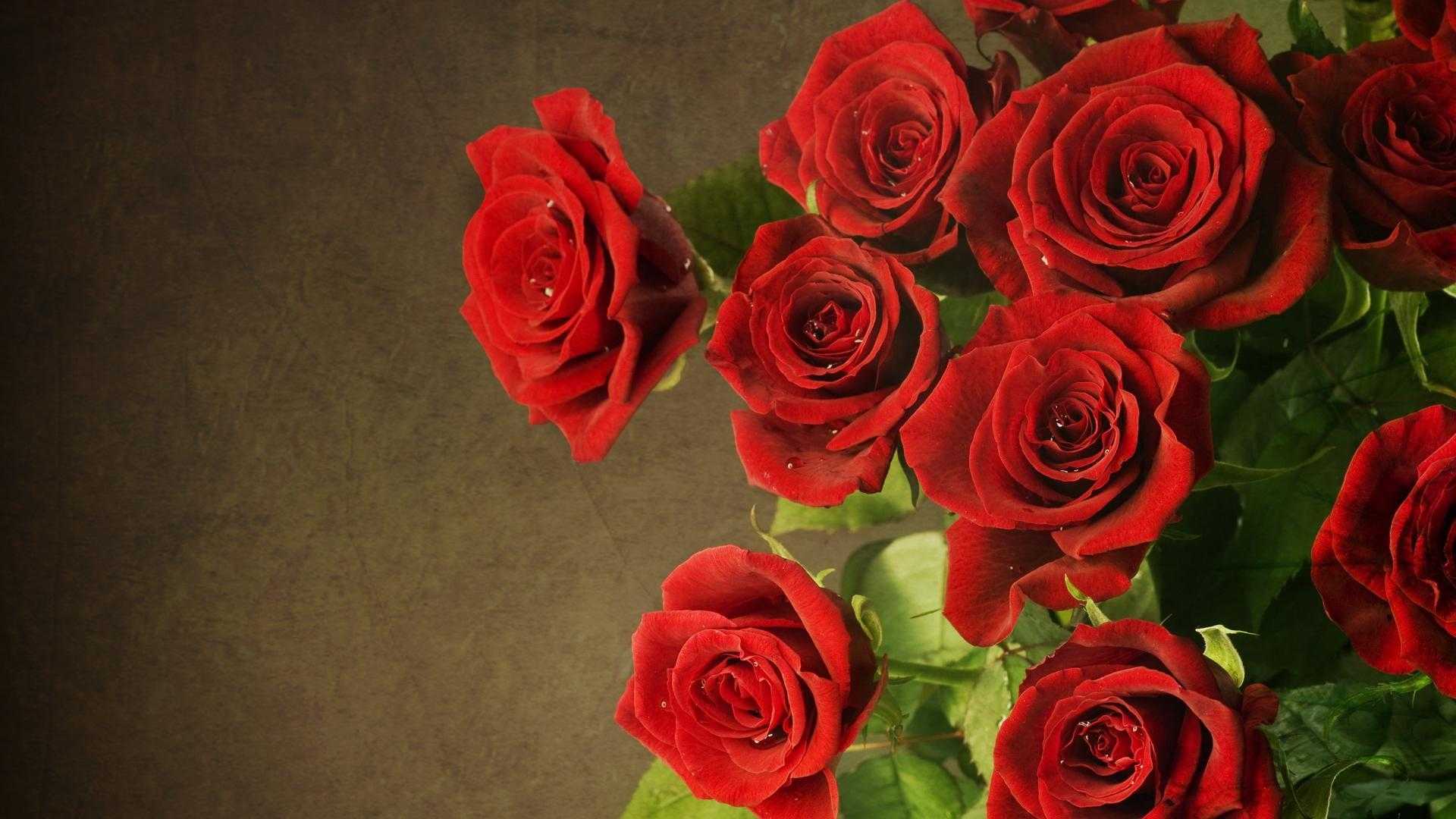 Wallpaper red roses Gallery