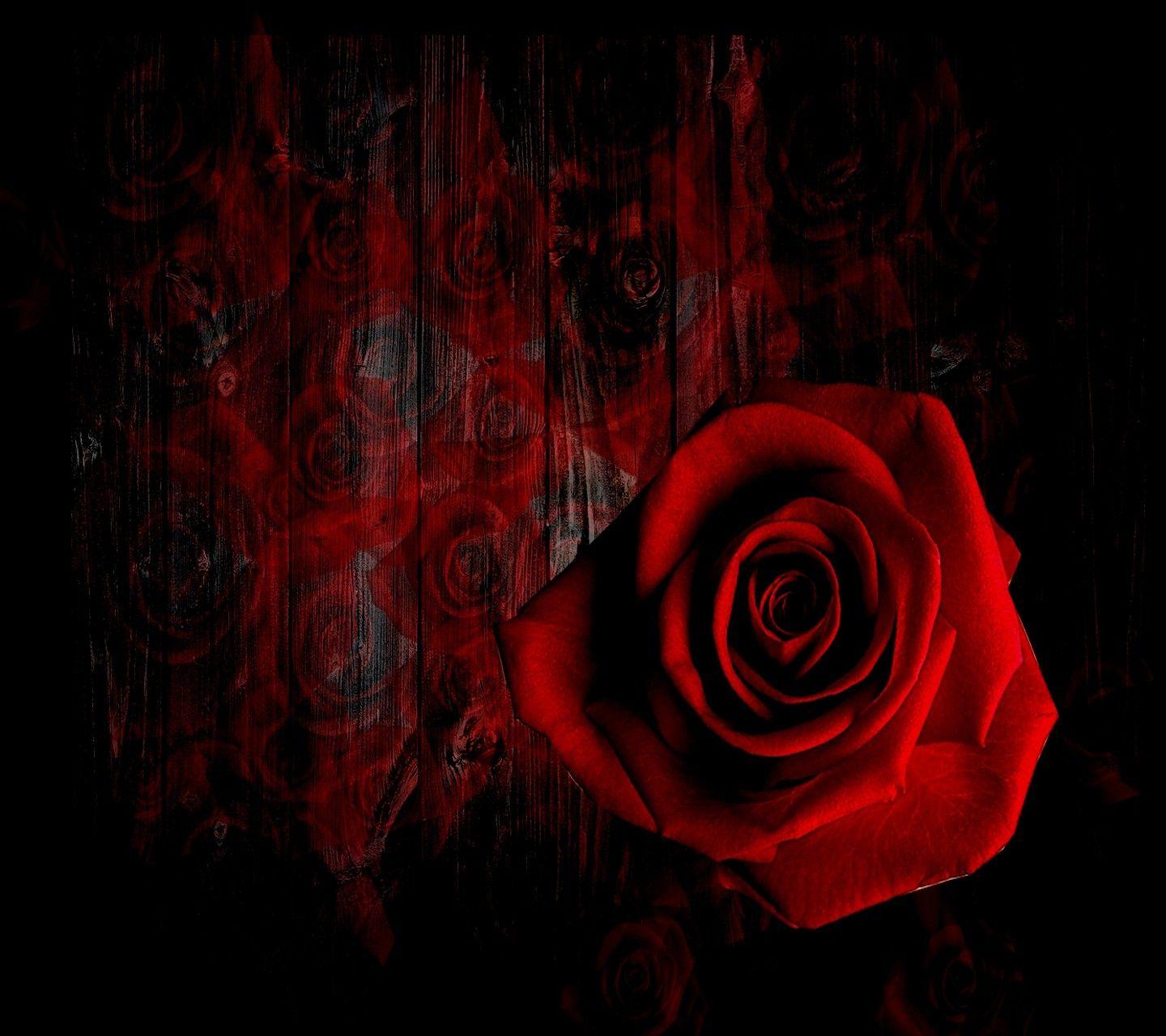 Flowers Passion Love Special Romance Rose Red Fire HD Wallpaper