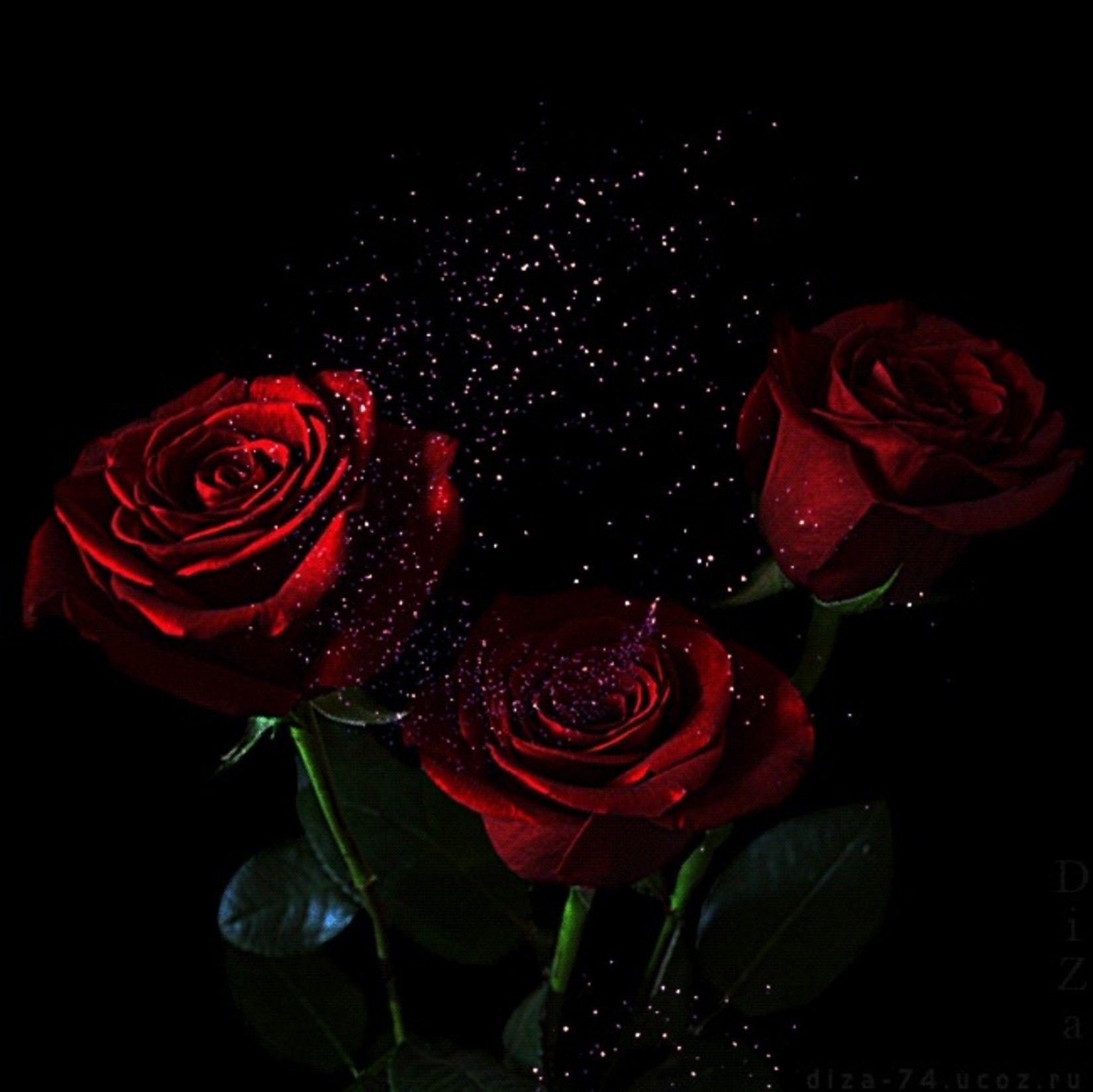 Flower: Beautiful Passion Red Love Roses Flowers Wallpaper Flower