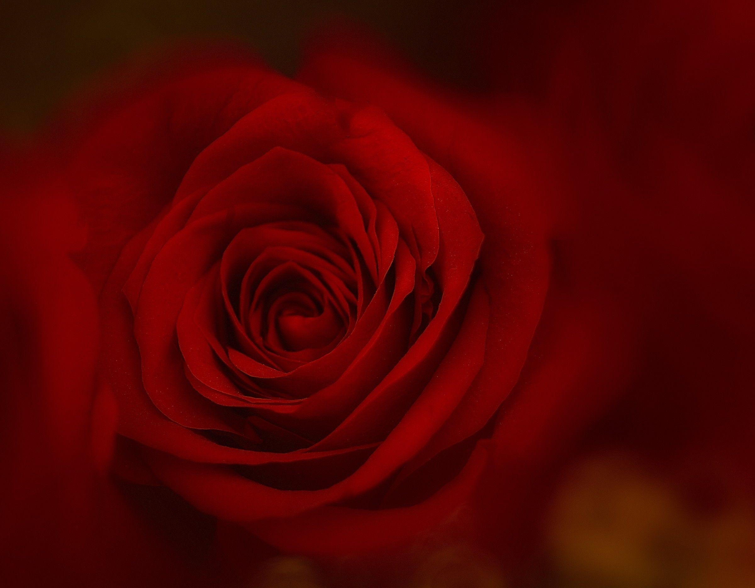 Flowers: Rose Love Passion Red Romantic Desktop Wallpaper Summer