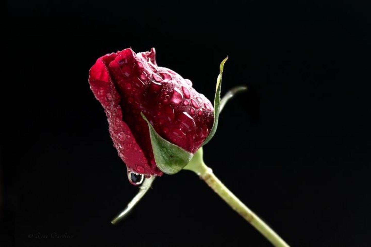 Red Beautiful Bud Flower Passion Love Splendor Drops Rose Tear