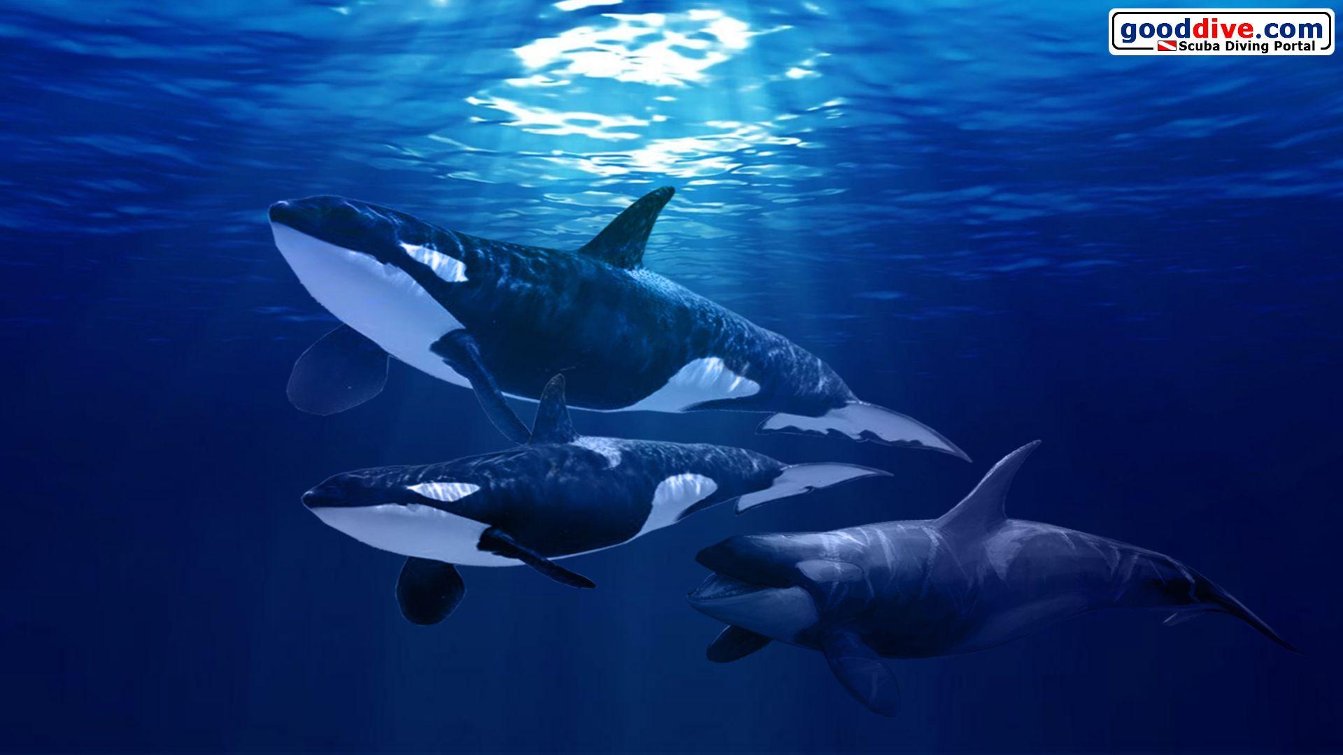 Orcas Wallpapers Wallpaper Cave