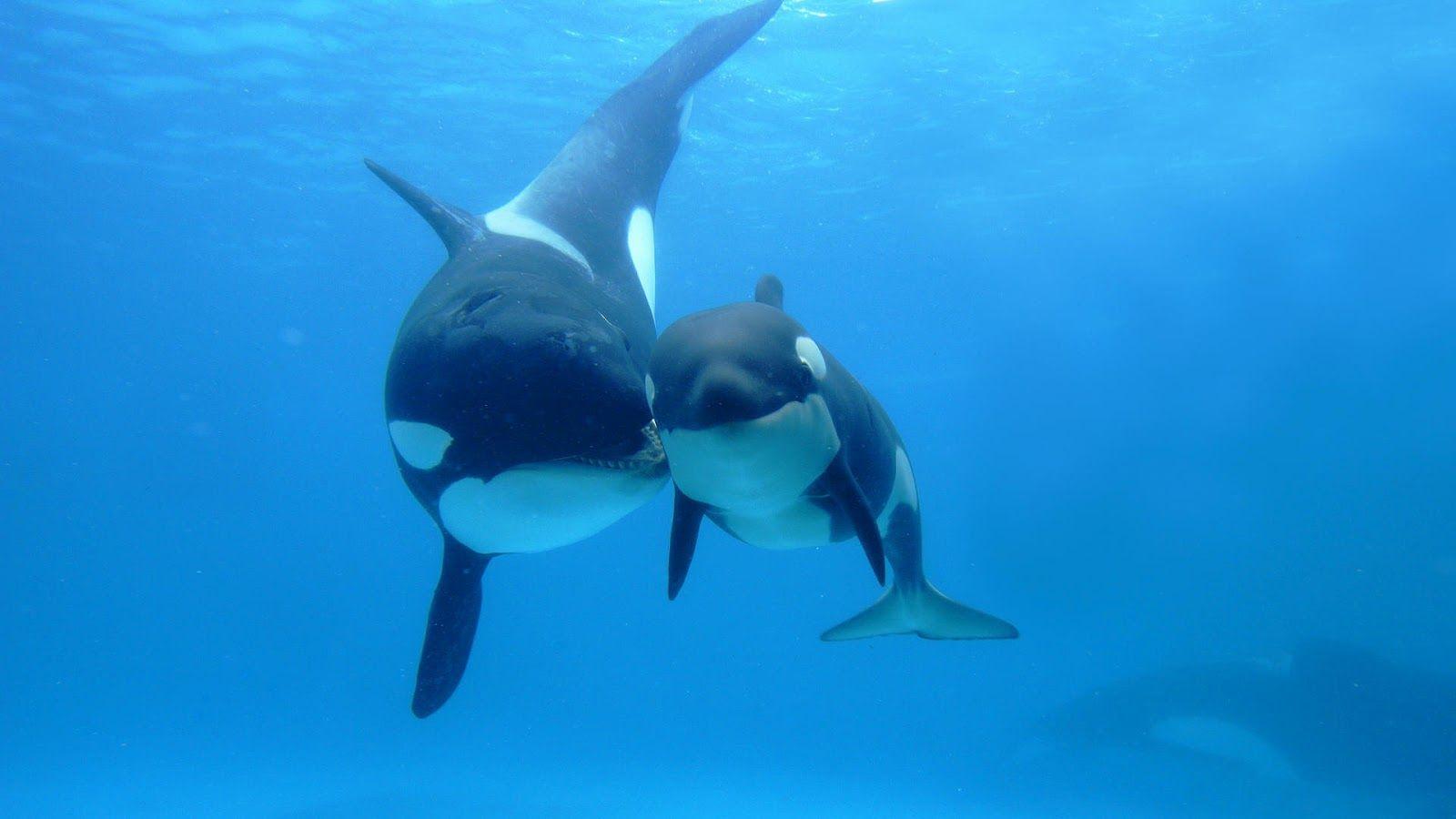 Cute Baby Orcas HD Wallpaper, Background Image