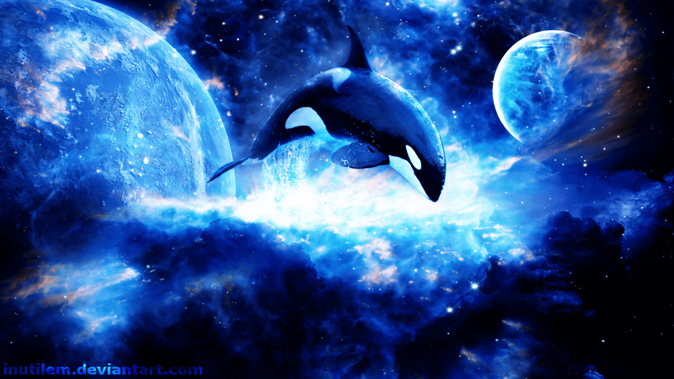 Killer Whale HD Wallpaper