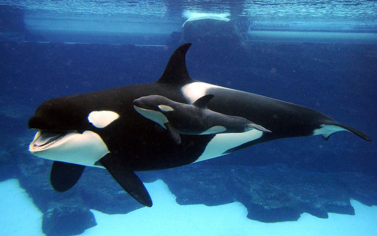 Orcas Wallpapers Wallpaper Cave