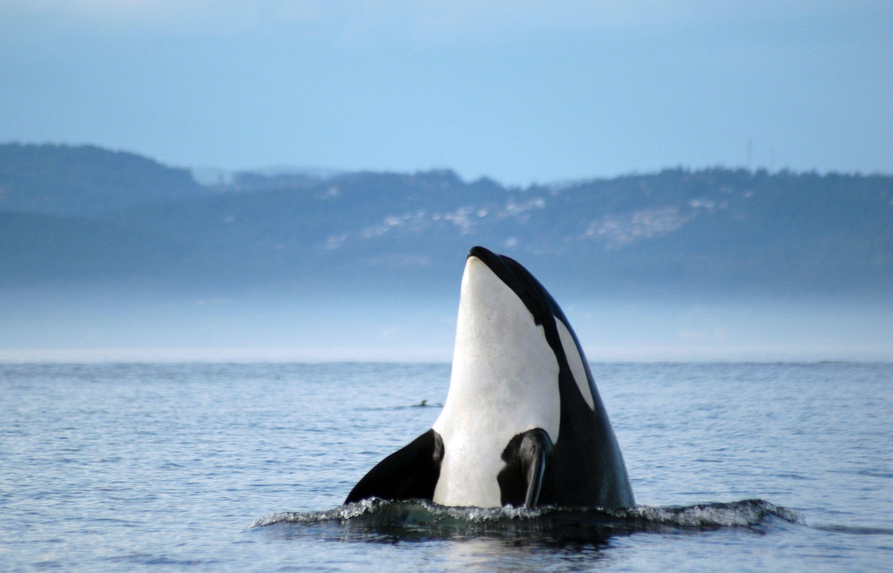 Orca whales image Orca ♡ HD wallpaper and background photo