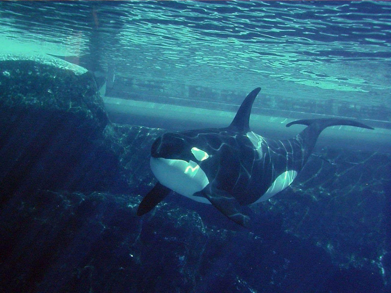 wallpaper: Orca Wallpaper