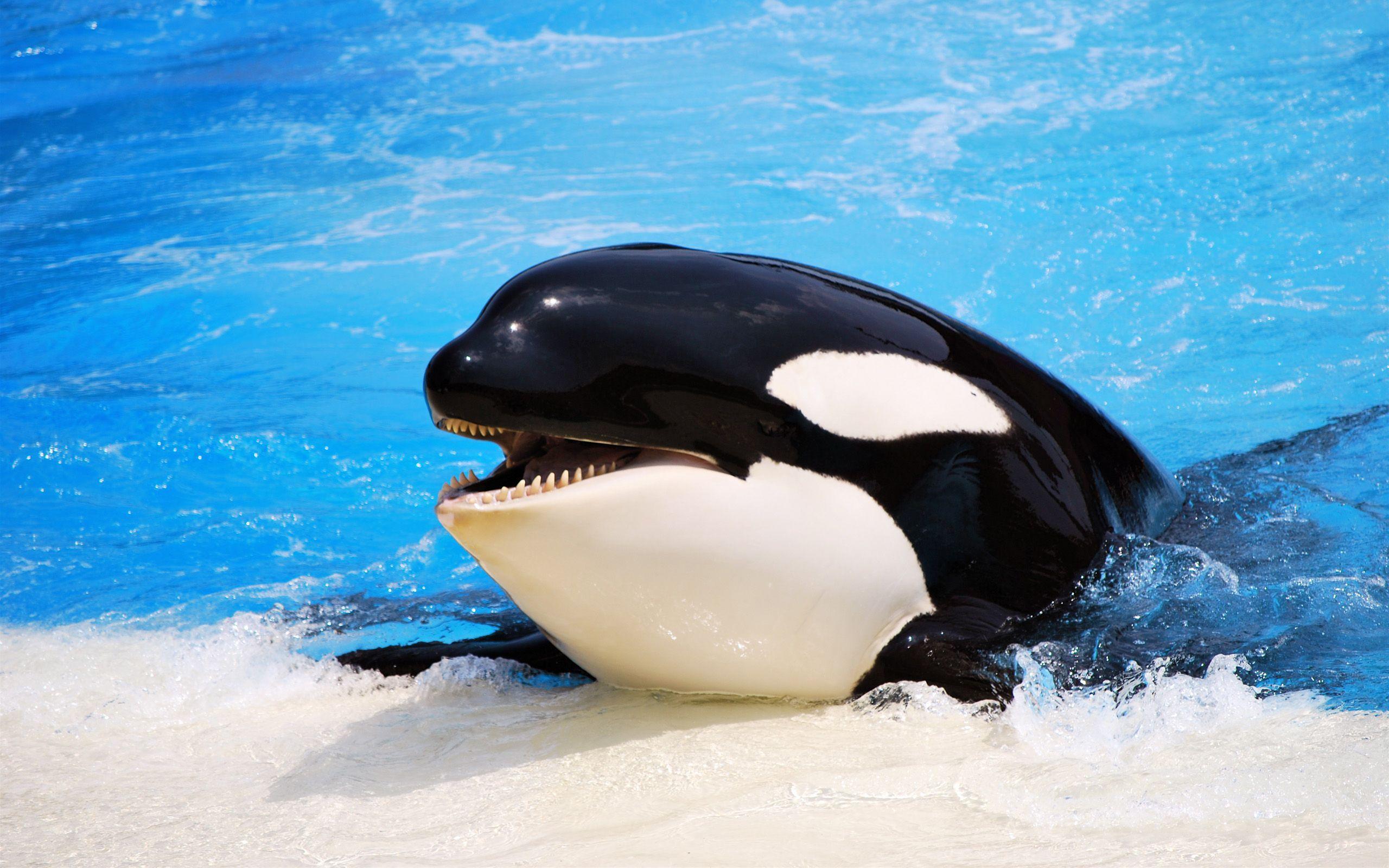 Tiere Orca Wallpaper. Orca. Orcas and Animal