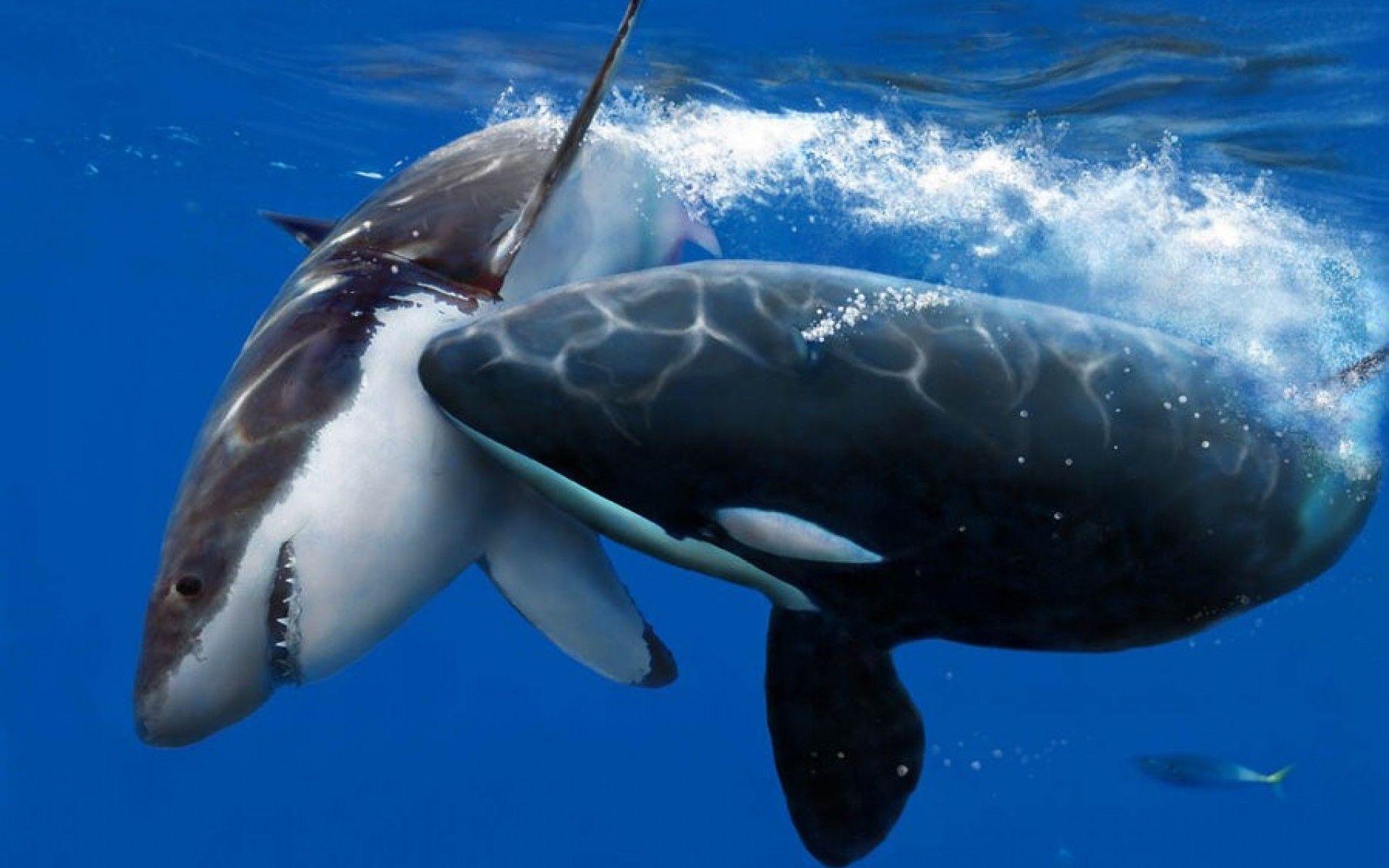 Killer whale underwater wild. Killer whale un. Orca underwater