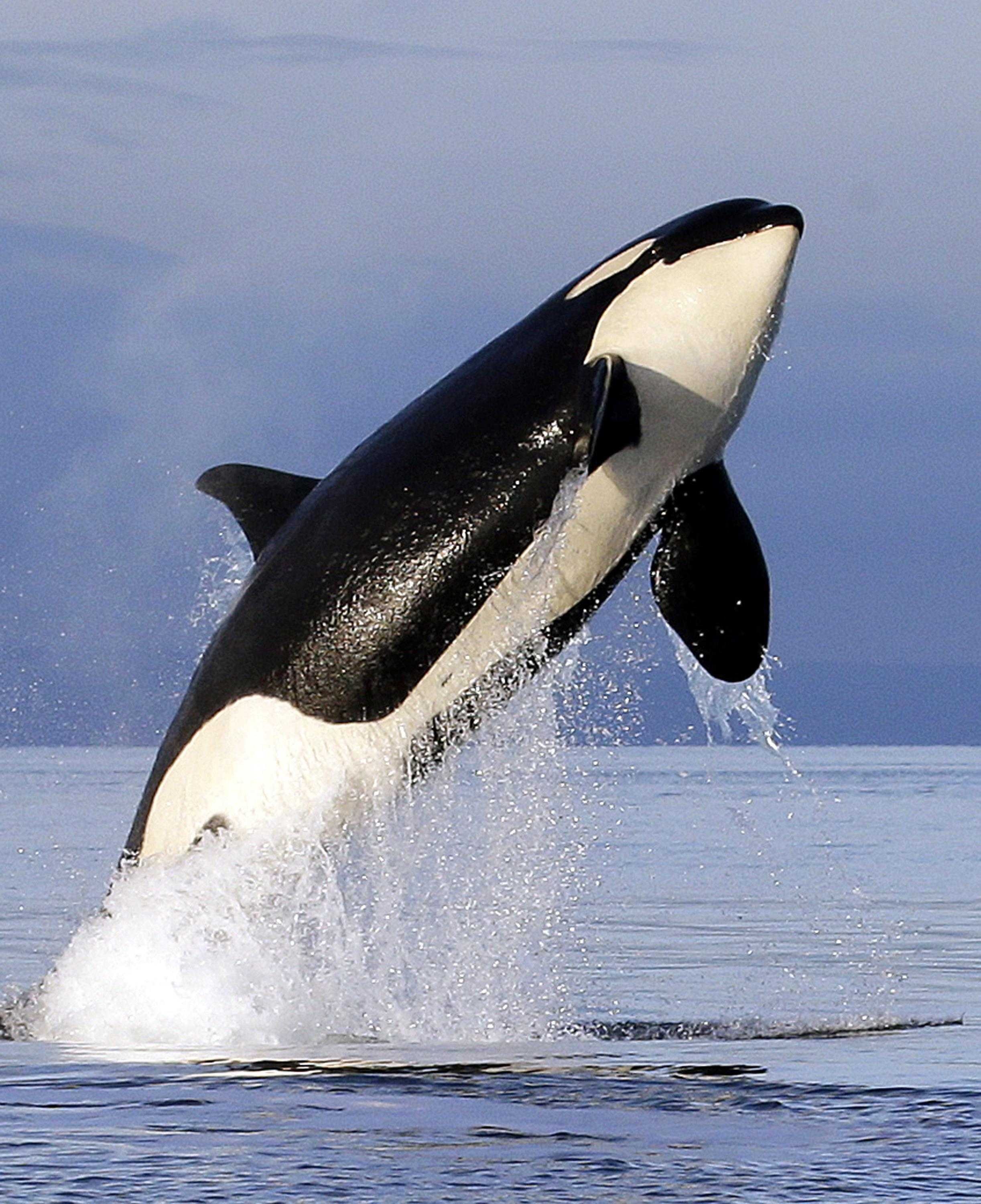 Wallpaper Of Bad Breath Study Finds Array Bacteria When Orcas Exhale