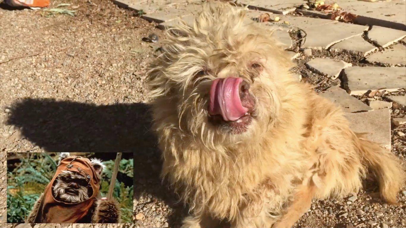 Ewok or Chewbacca?