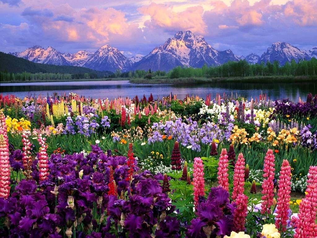 Field Of Flowers HD Wallpaper, Background Image