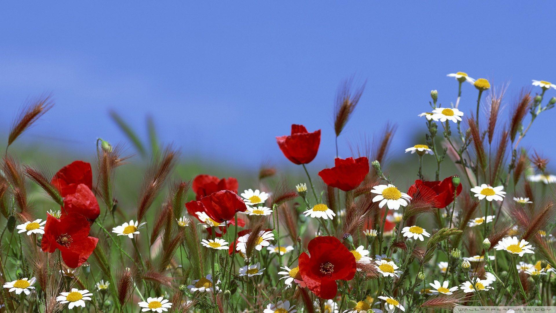 Field Of Flowers Summer ❤ 4K HD Desktop Wallpaper for 4K Ultra HD TV