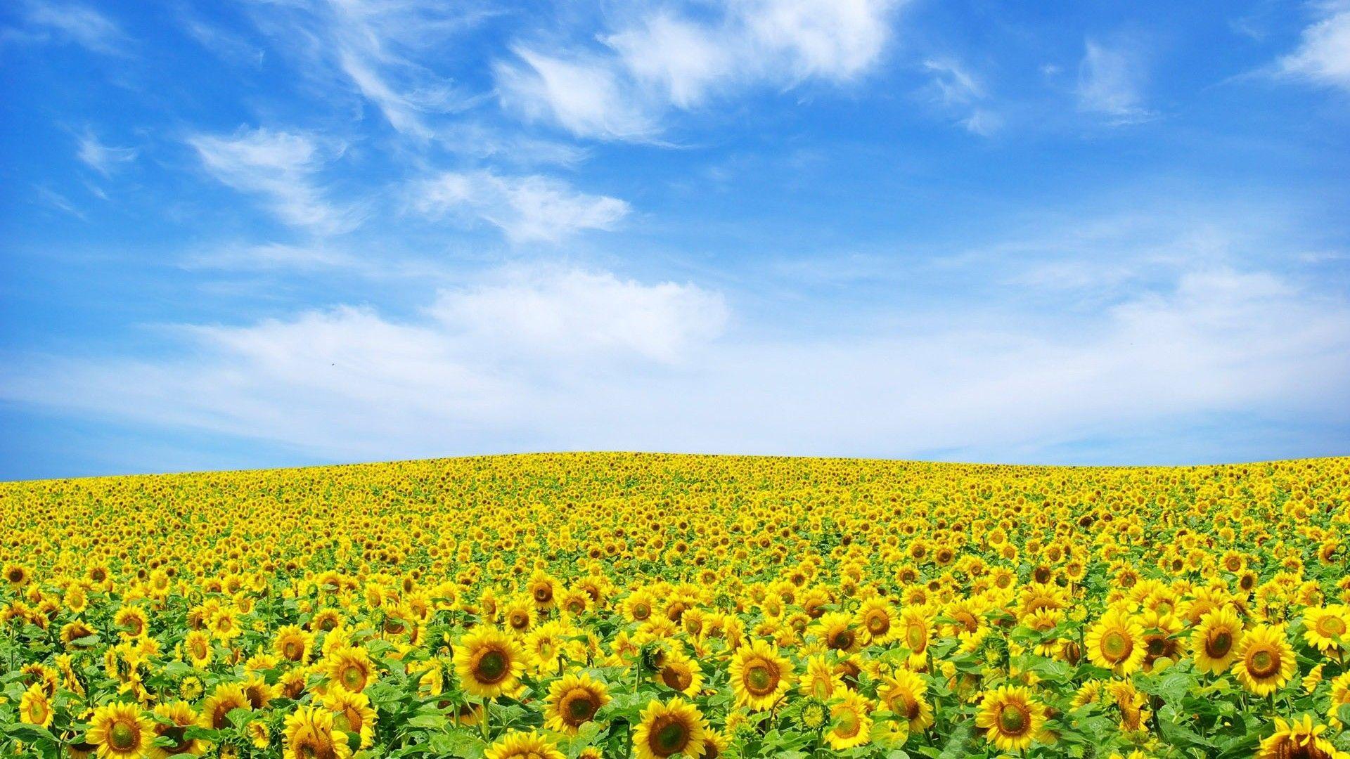 Field Of Flowers HD Wallpaper, Background Image