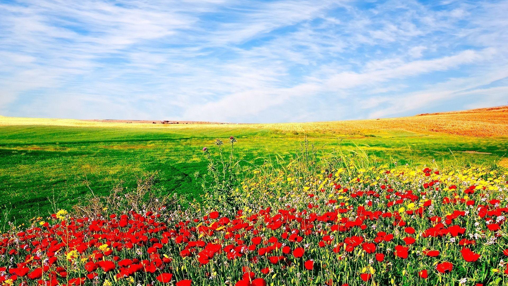 field of flowers wallpaper