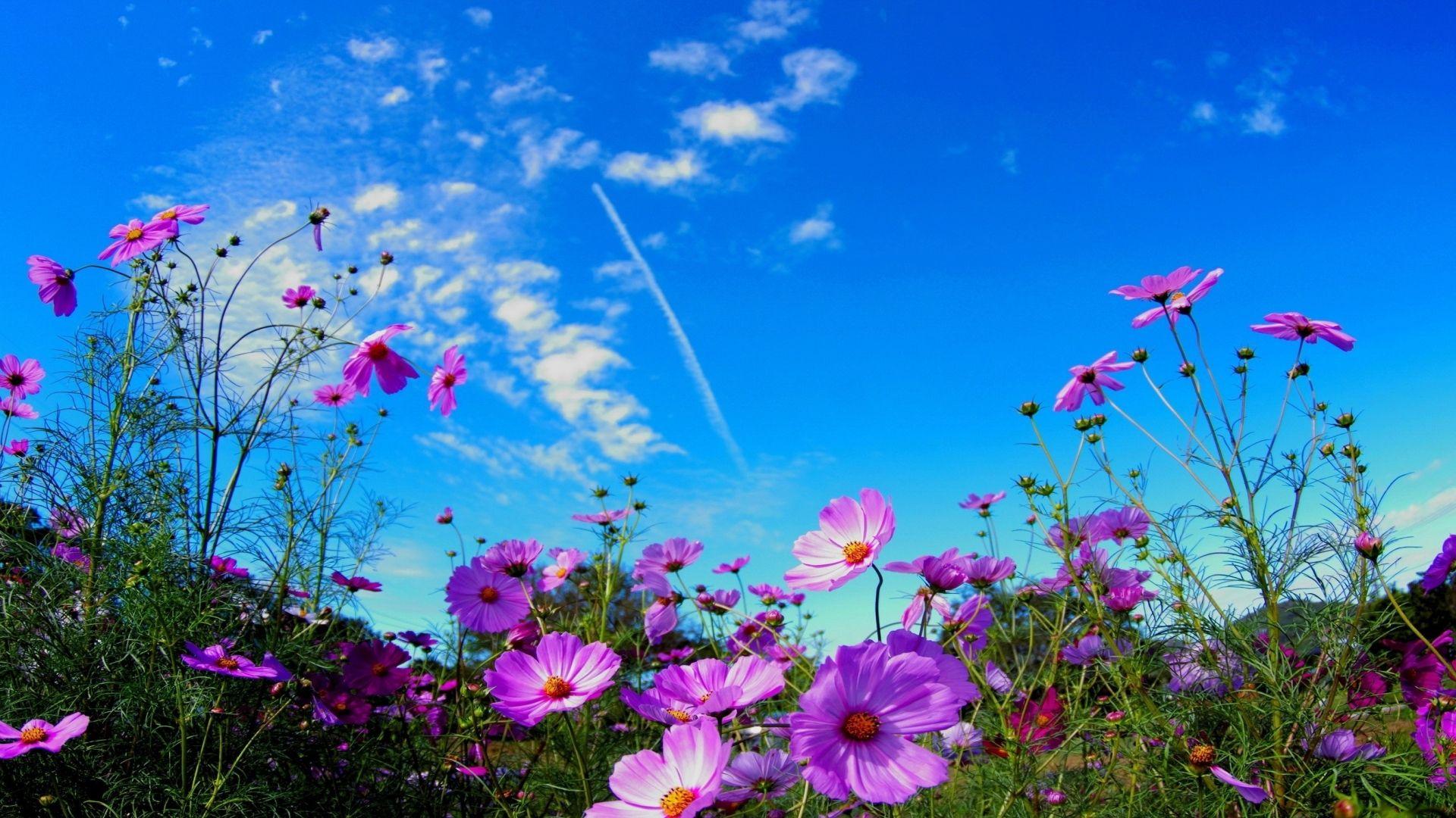 Flower Field. Download HD Wallpaper