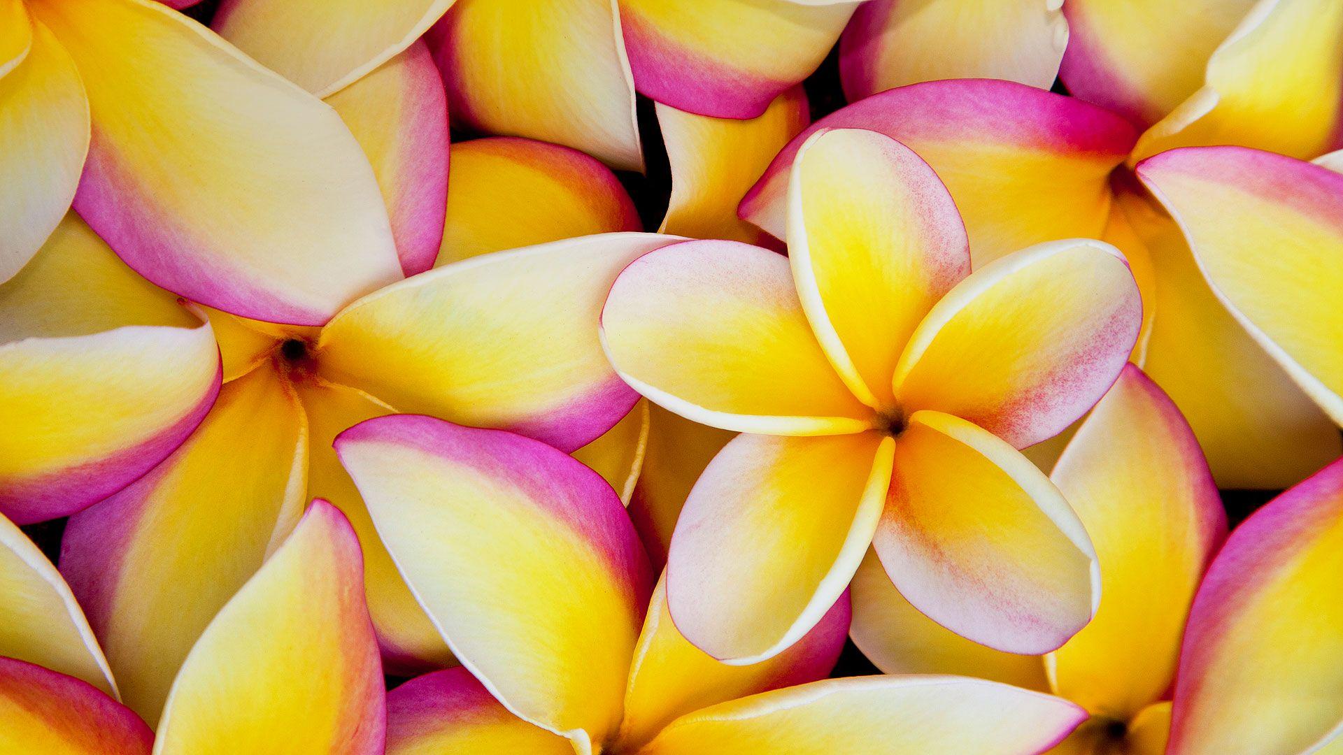 Plumeria Full HD Wallpaper and Background Imagex1080
