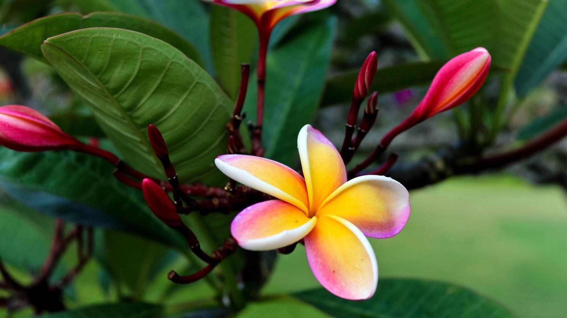 Free Hawaii Flower Wallpaper Mobile