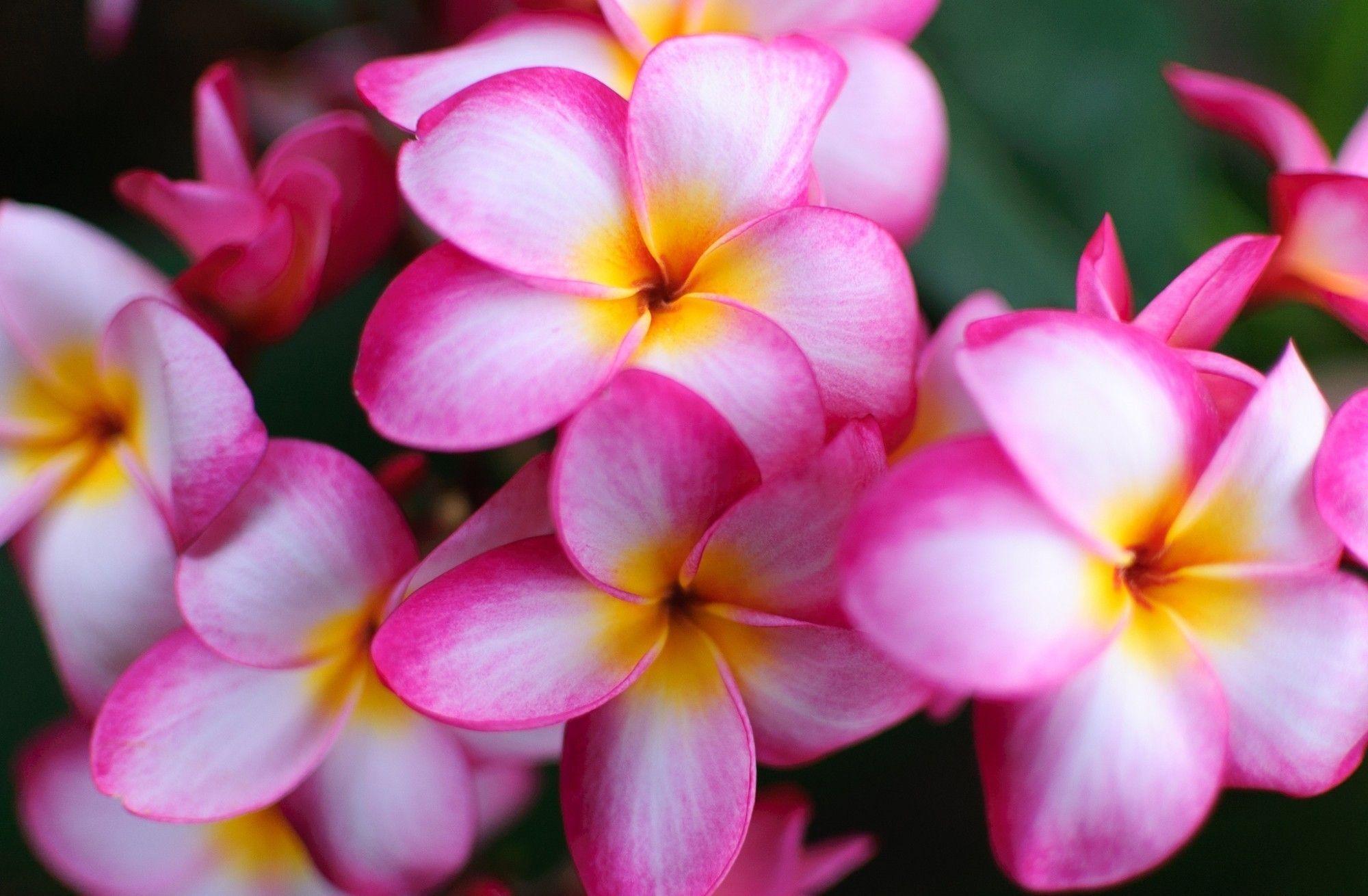 Flowers: Yellow Flower Beautiful Flowers Pink Plumeria Nature HD