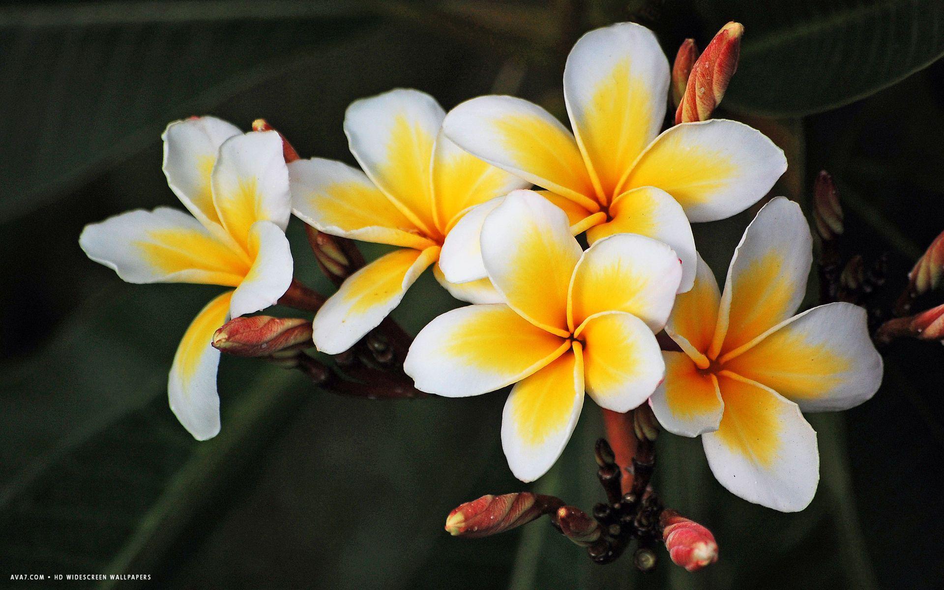 Everything about Plumeria Flower. Flower, Small trees and Flower