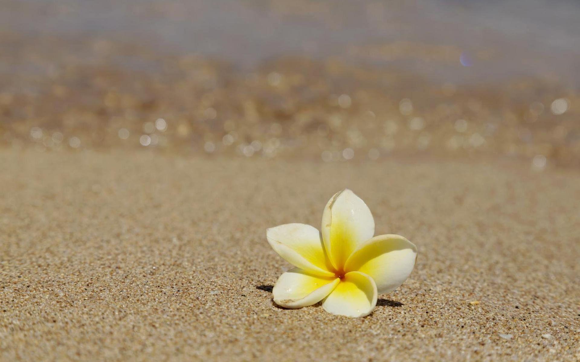 Plumeria Flower On The Beach