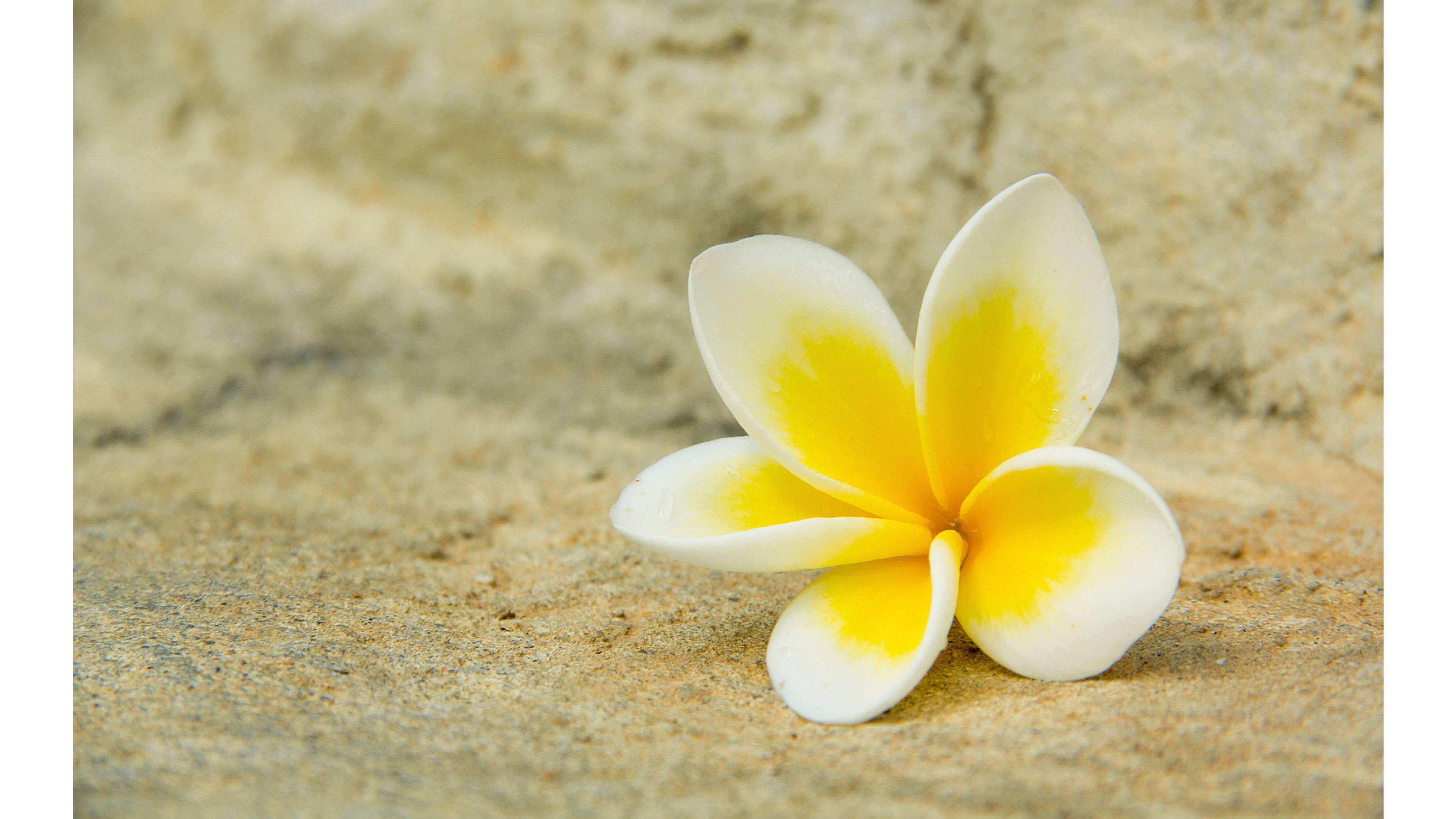 Hawaii Plumeria 4K Wallpaper. Free 4K Wallpaper