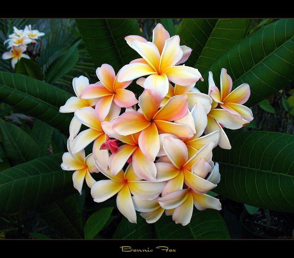 Flower Flowers Nature Plumeria Hawaiian Hawaii Desktop Wallpaper