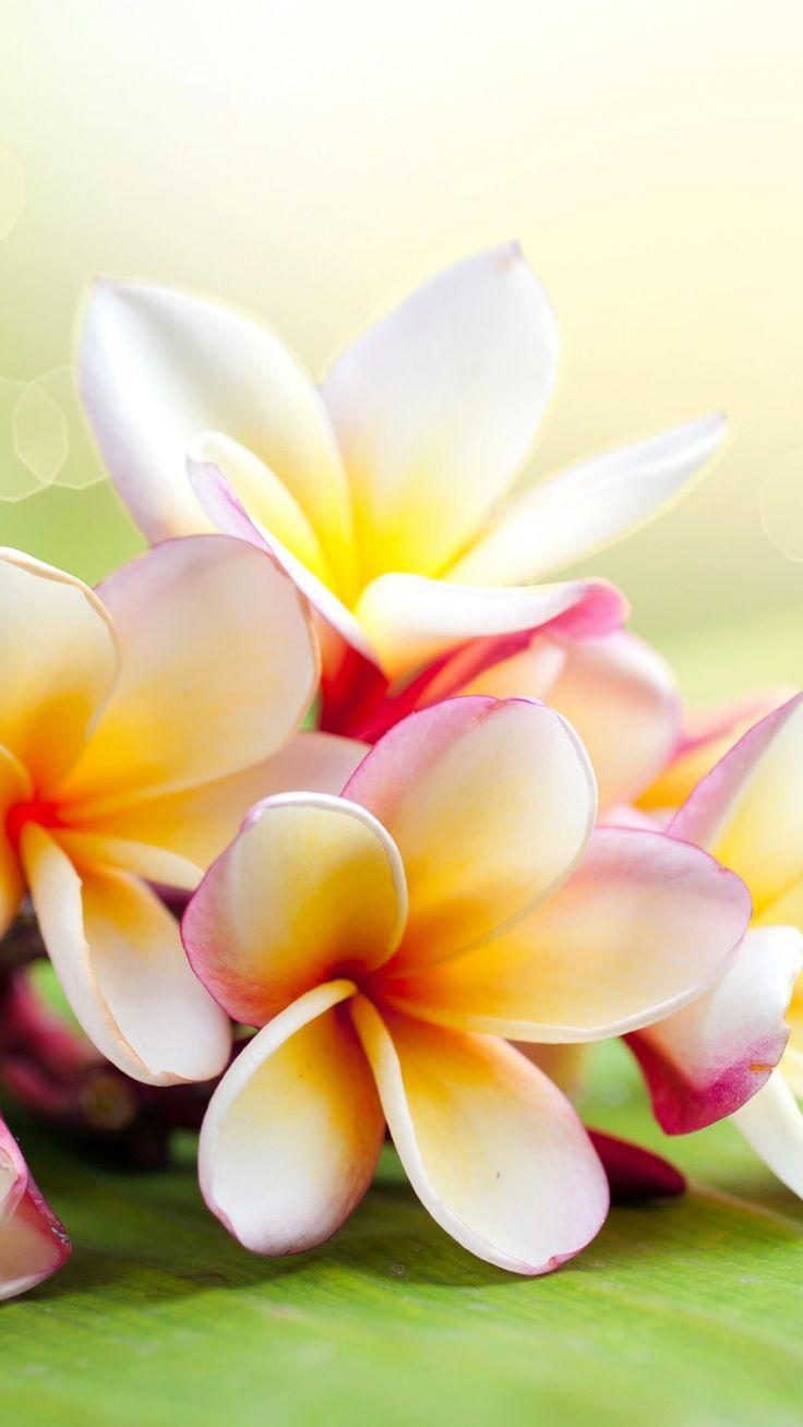 best Plumeria image. Beautiful flowers, Pretty