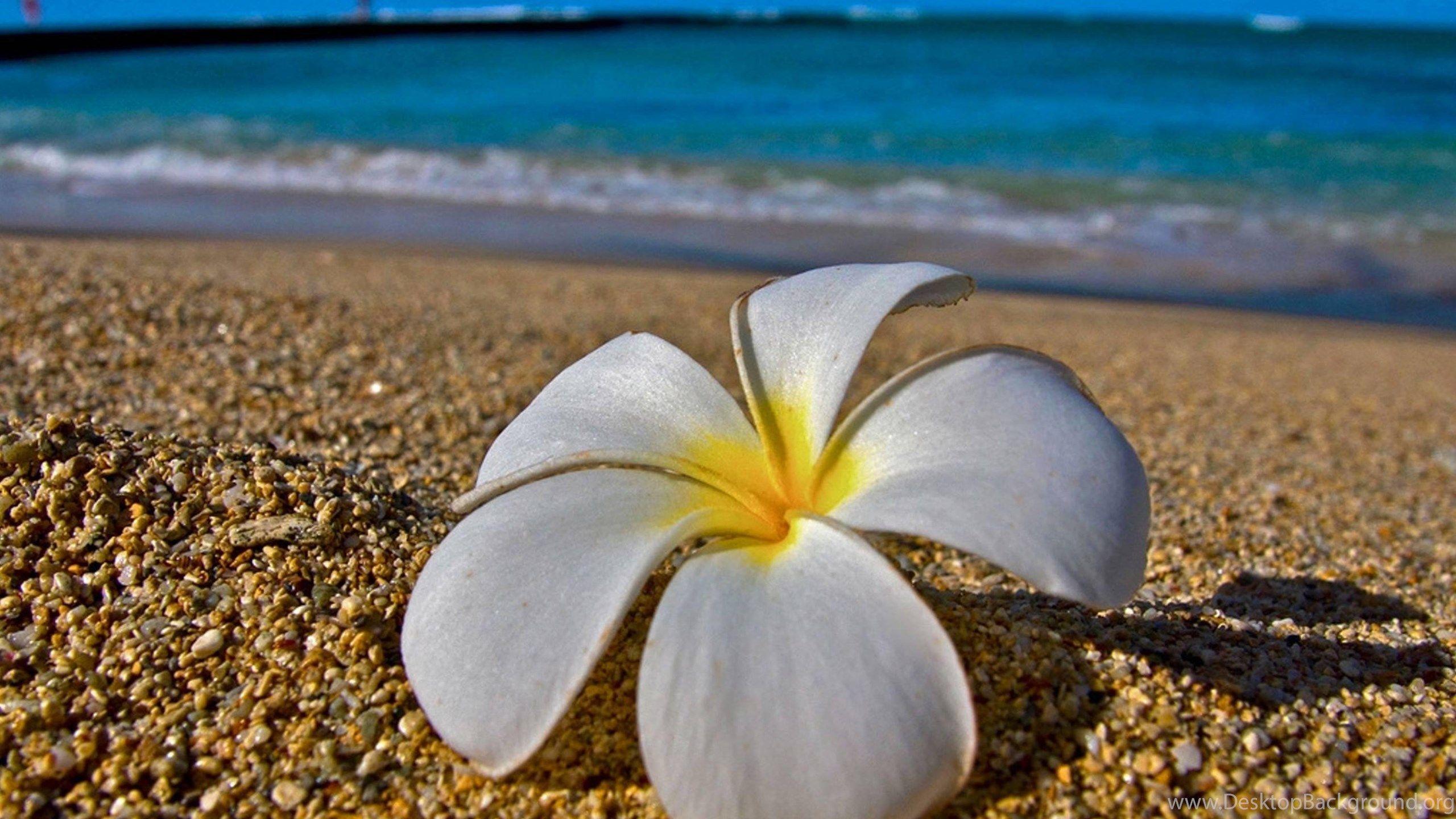 White Plumeria Frangipani On Hawaiian Beach Desktop Background