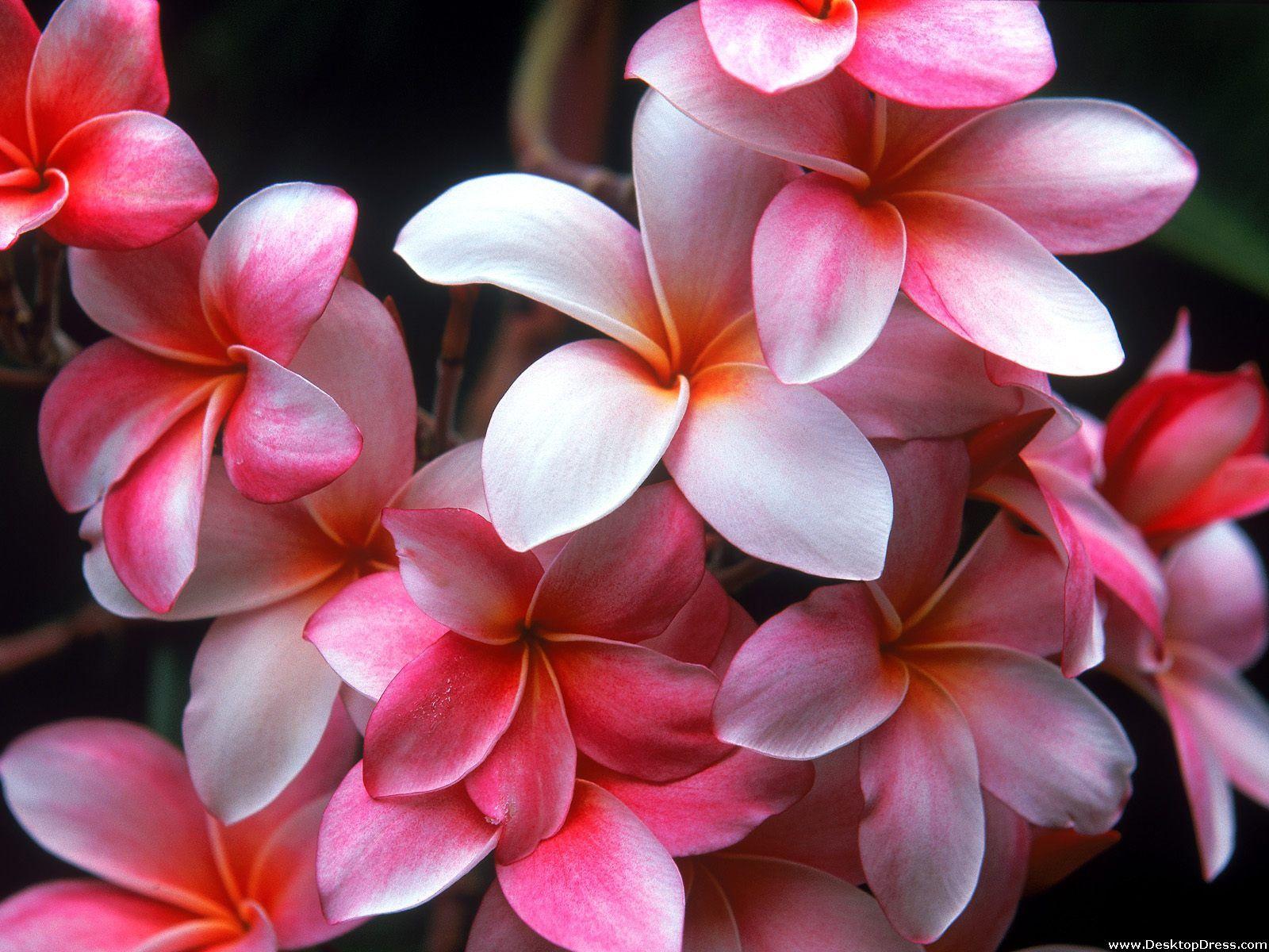 Desktop Wallpaper Flowers Background Hawaiian Plumeria