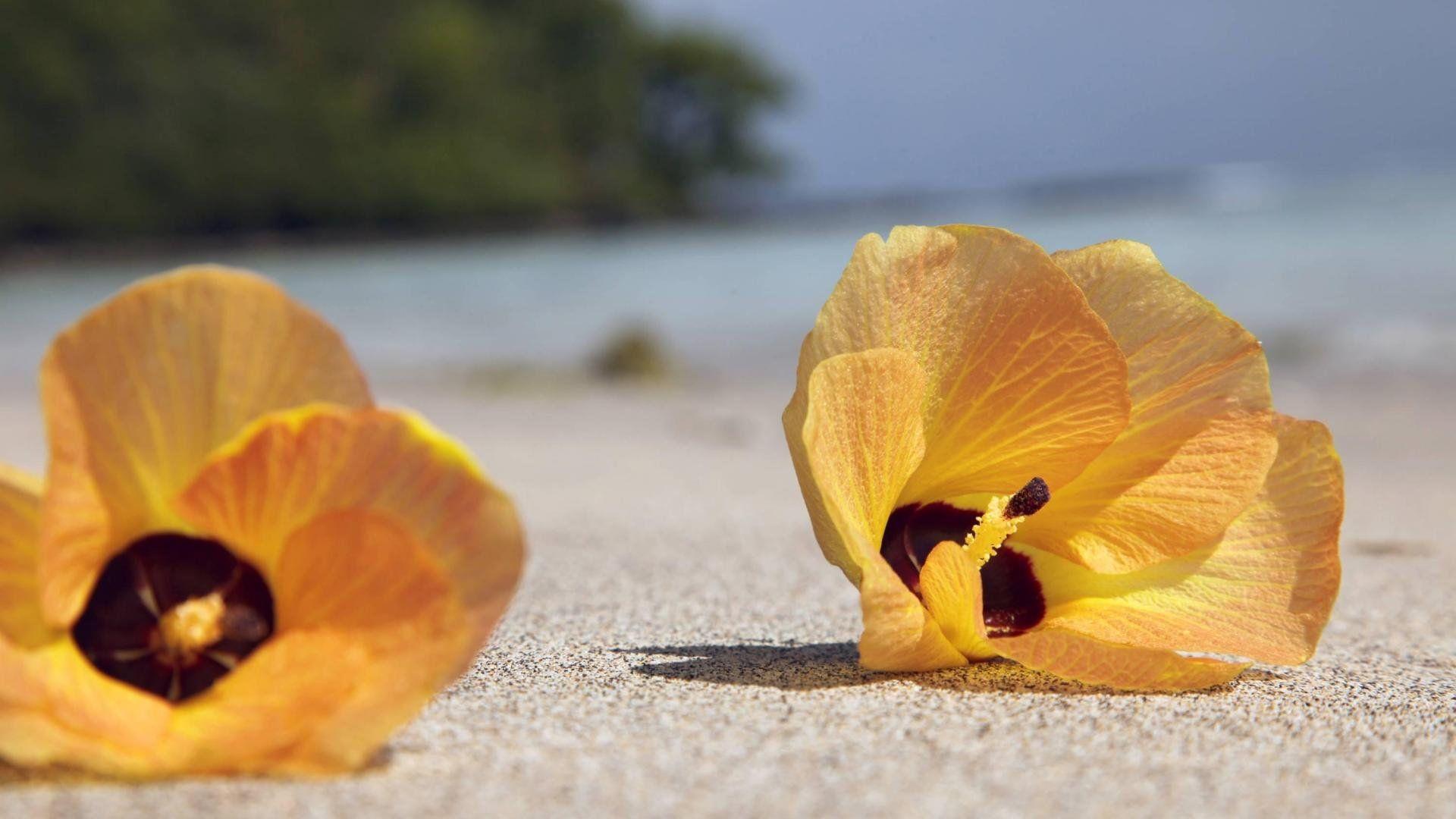Hawaiian Flowers On The Beach