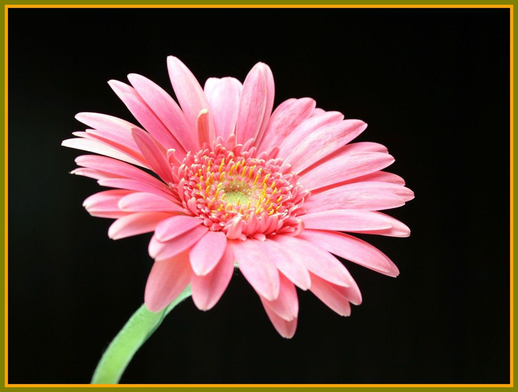 Best Pink Daisy HD Draw Image For Flower Wallpaper Ideas And Trends