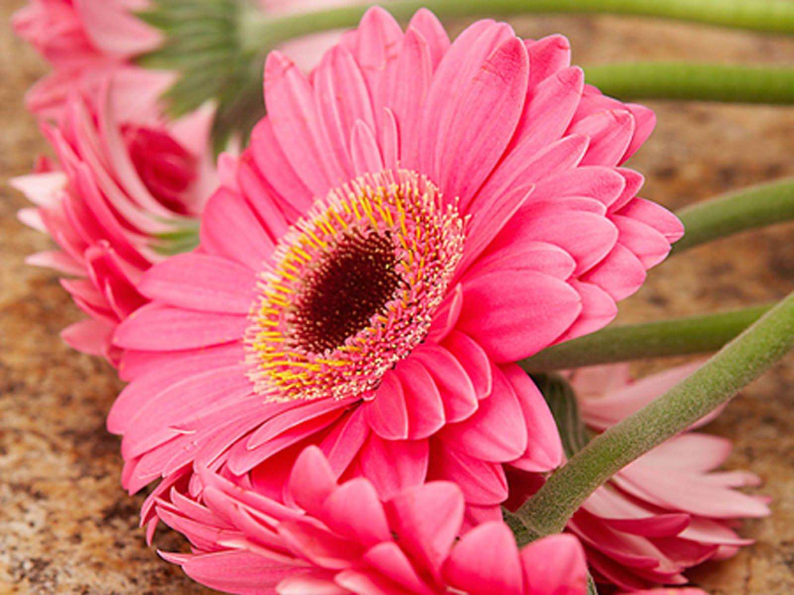 Pink Daisy Flower Wallpaper HD Resolution On HD Wallpaper. Wireless