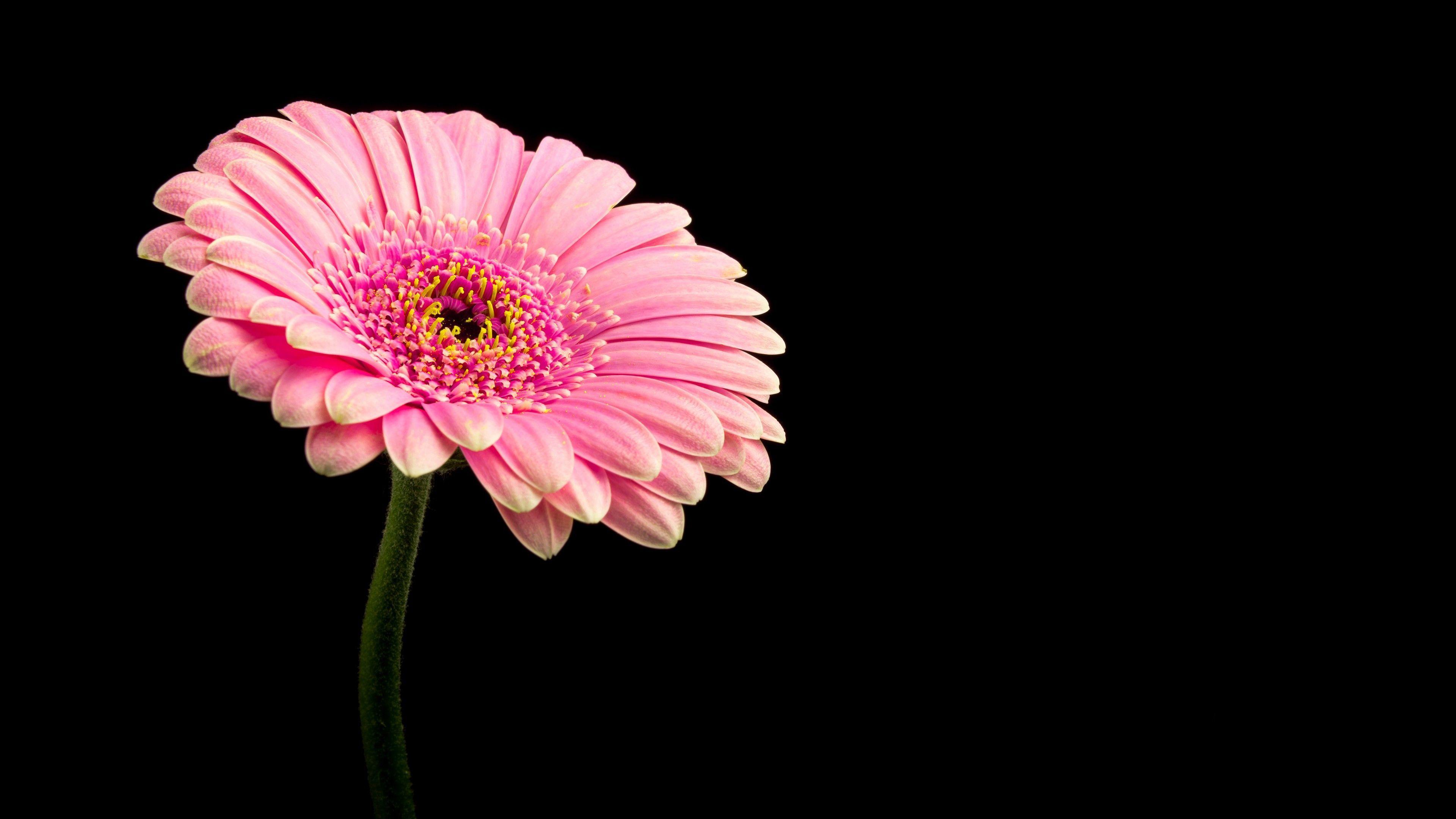 Pink Daisy Flower 4K Wallpaper. Pink daisy, Daisy flower, Flowers