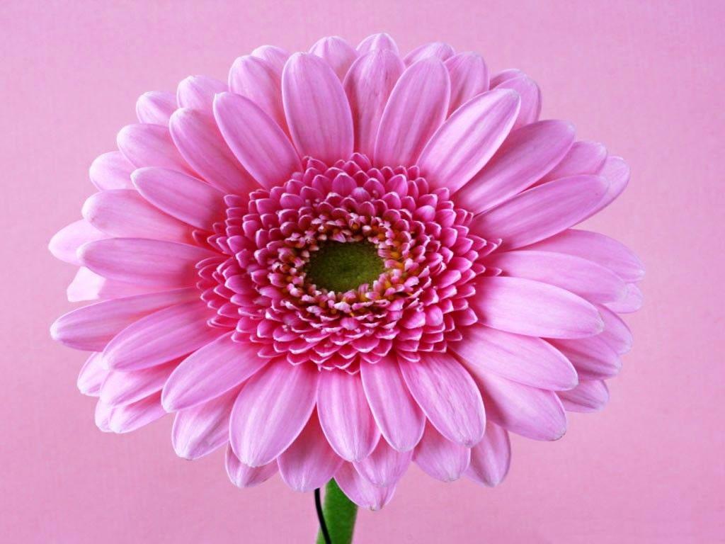 Pink Daisy Flower Background