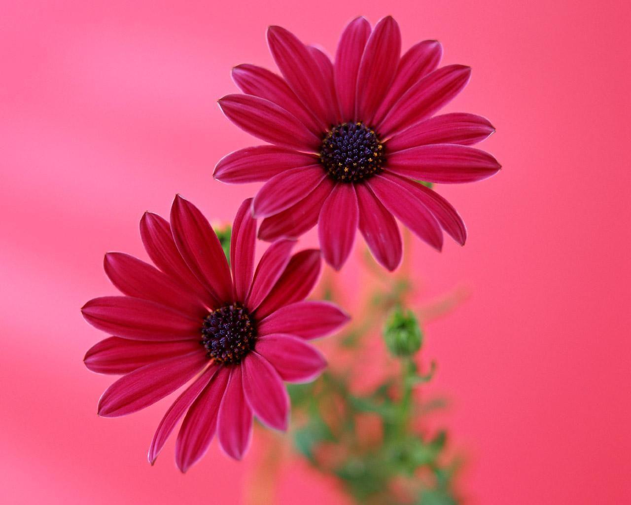 Gerbera Daisy Flower Pink Flower Wallpaper. HD Wallpaper Range