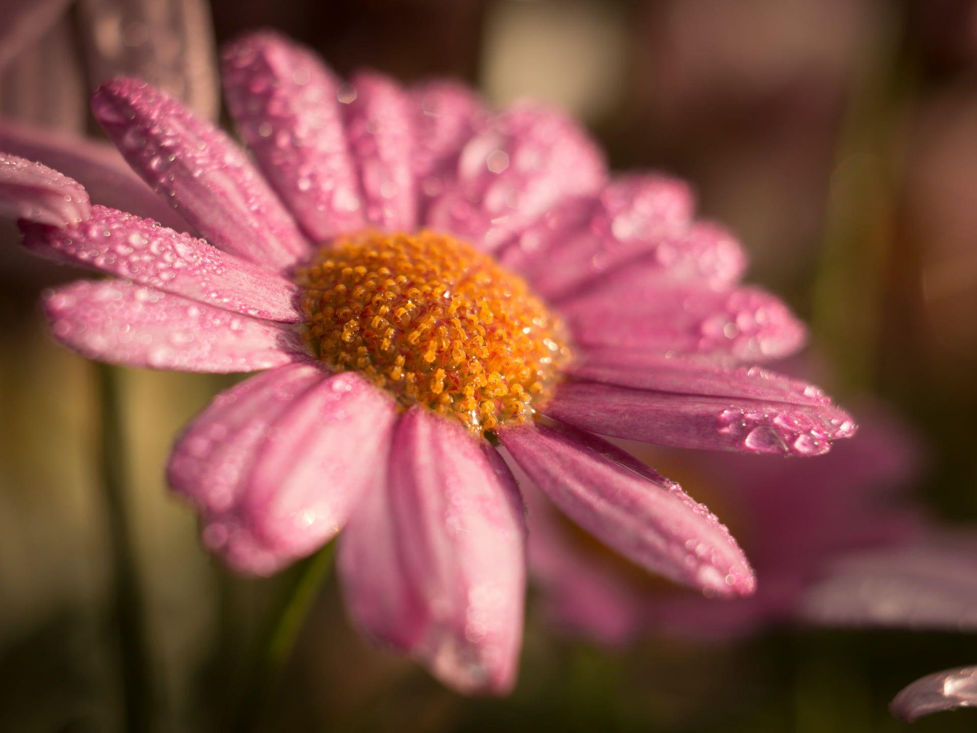Pink Daisy Flower Wallpapers - Wallpaper Cave