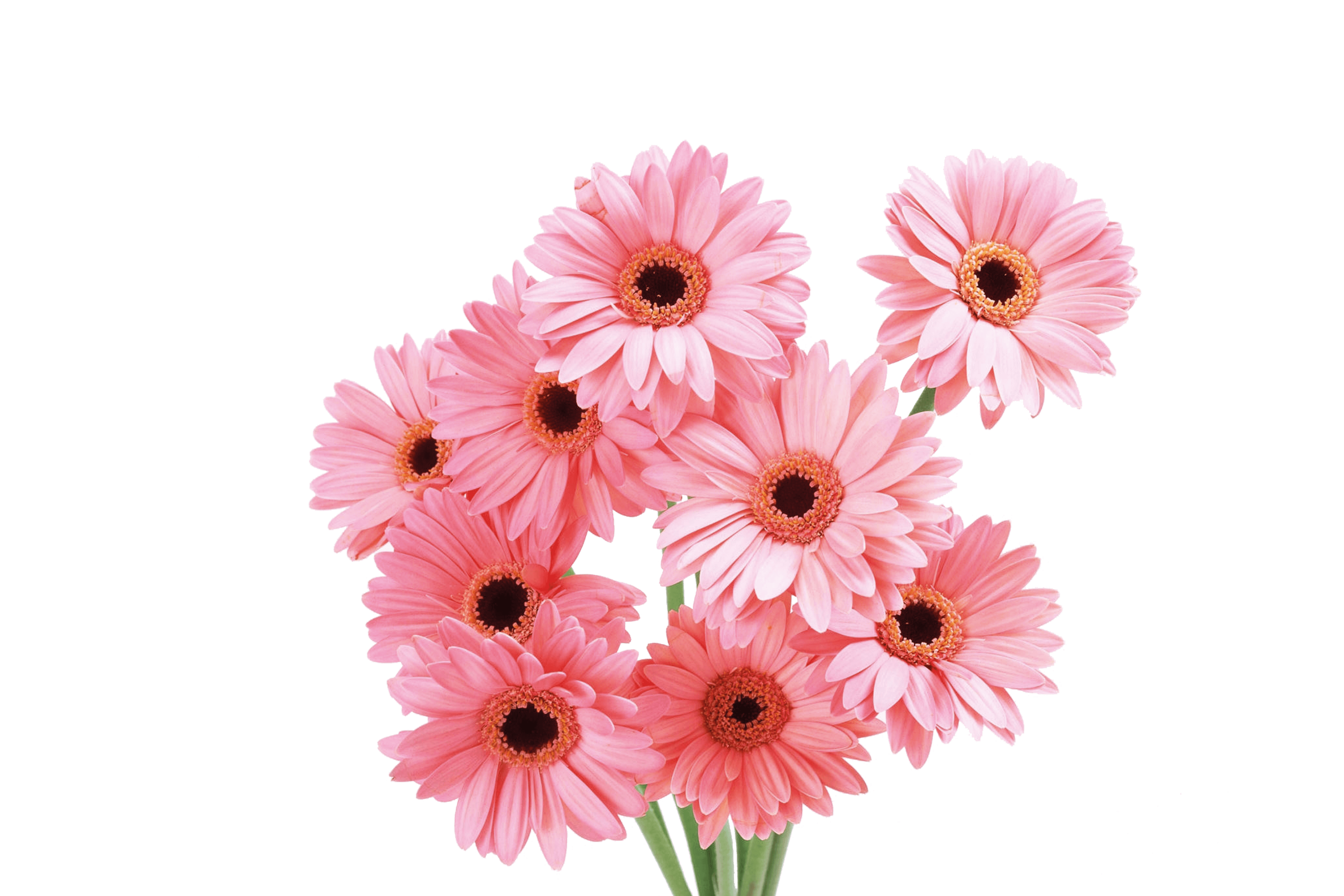 Transvaal daisy Flower Pink Rose Wallpaper 4500*3000