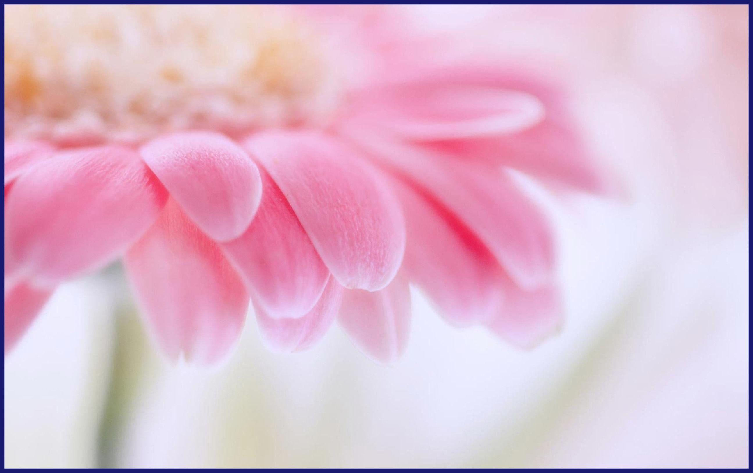 Unbelievable Pink Gerbera Daisy Lovely Image Of Flower Wallpaper