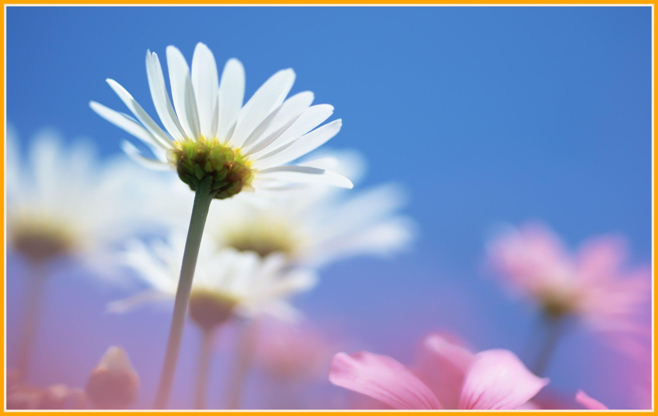 Fascinating Effect Daisy White Tiny Pink Blurred Nature Flower Pics