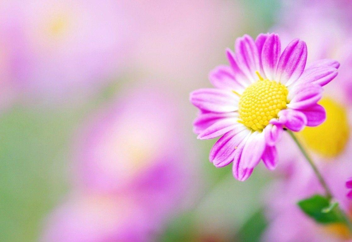 Flower: Pink Daisy Flowers Harmony Nice Nature Beautiful Lovely