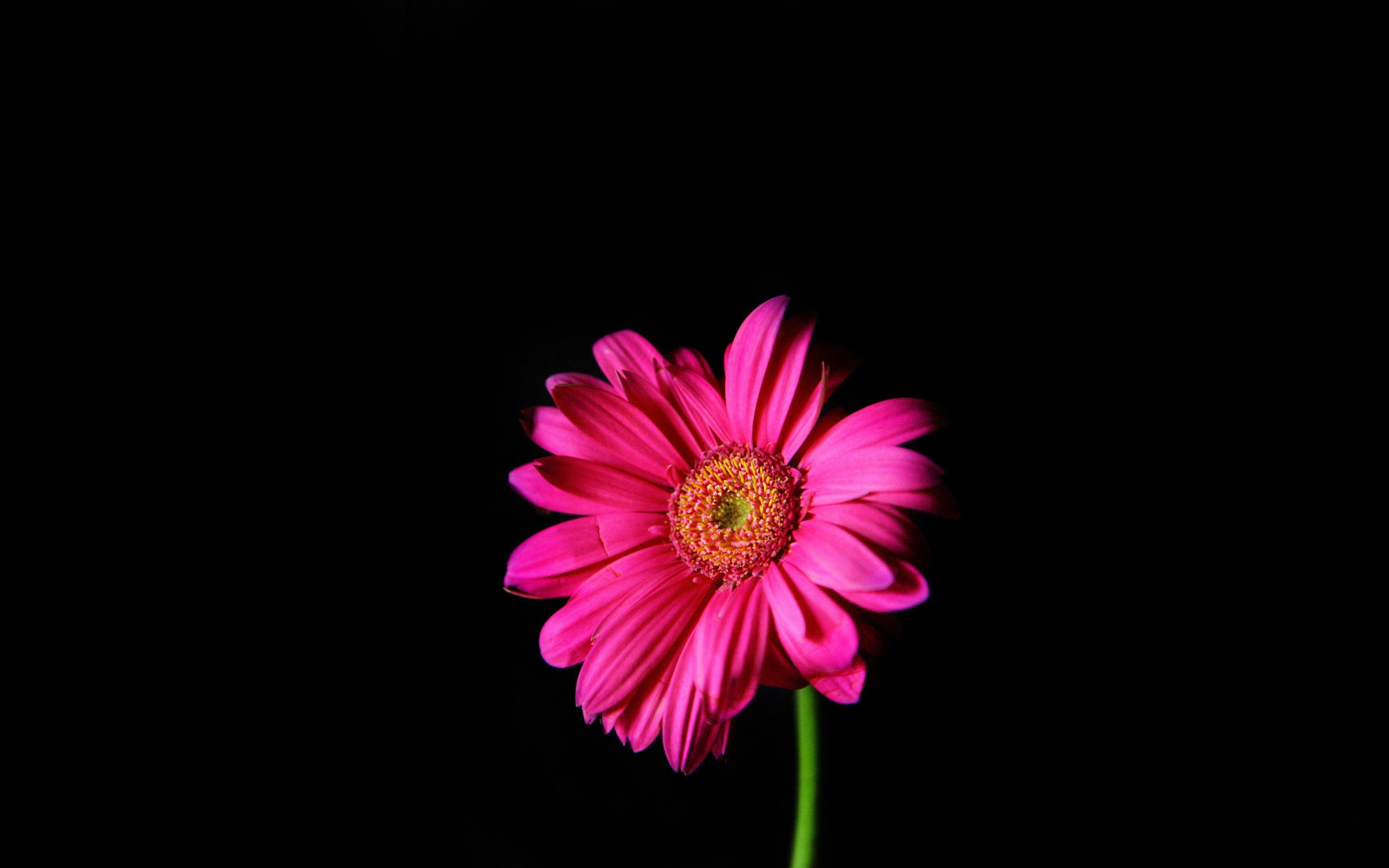 3840x2400px Pink Daisy Background