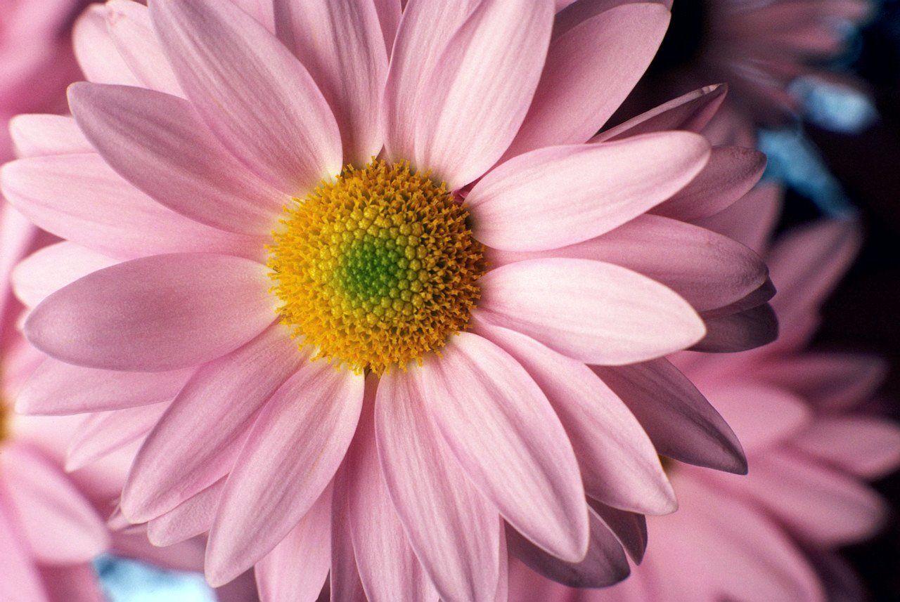 Pink Daisy Flower Wallpapers Wallpaper Cave