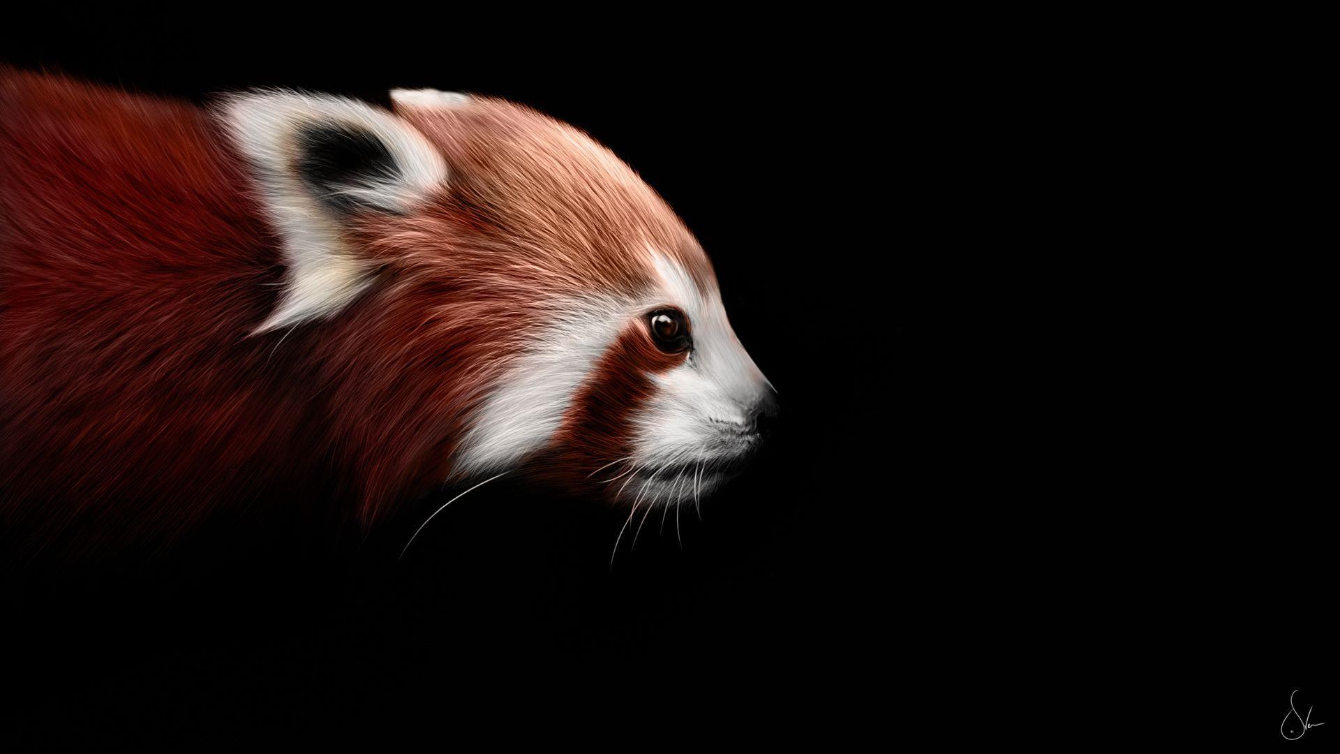 Red panda wallpaper Animal wallpaper. Wallpaper For Desktop