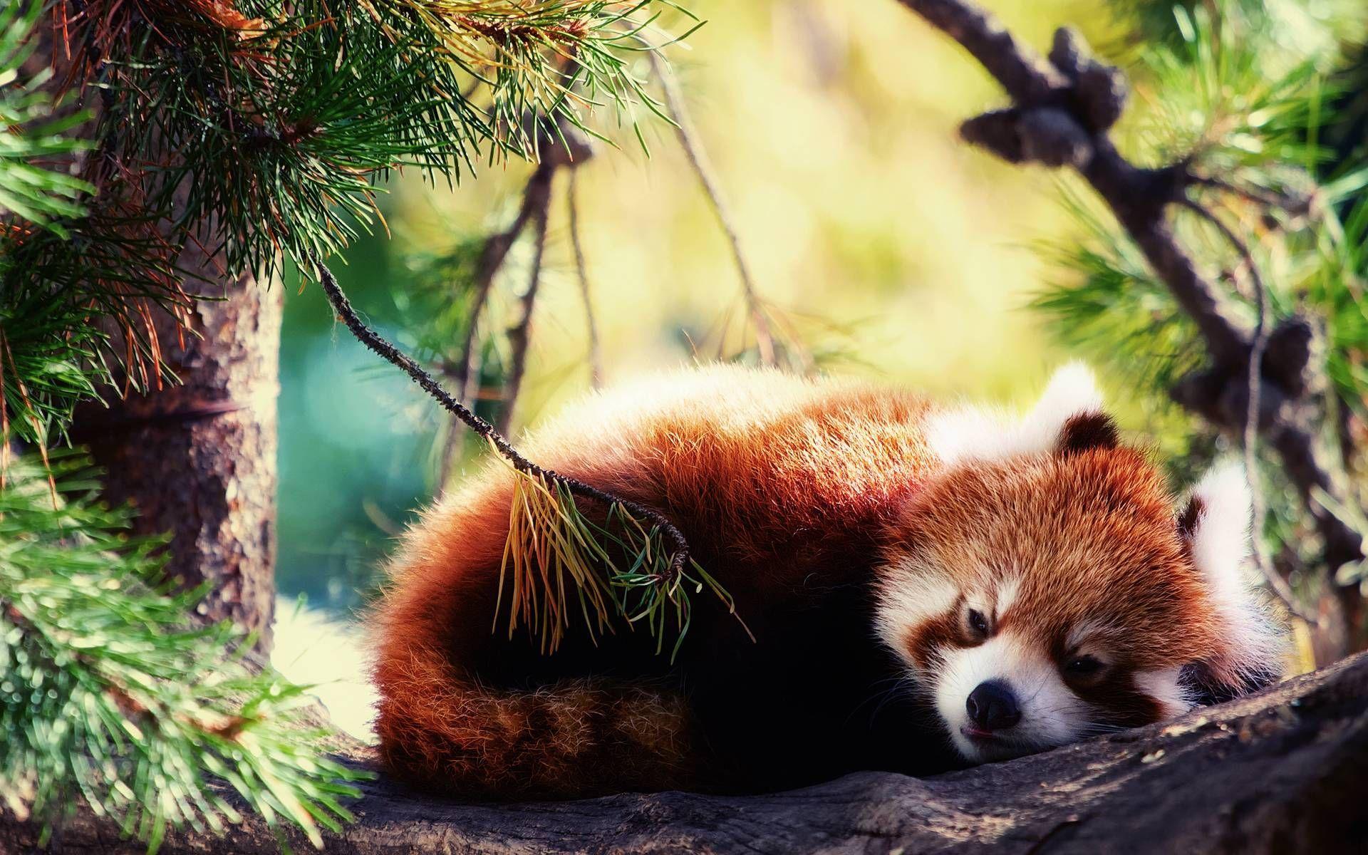 Red Panda Sleeping HD desktop wallpaper Fullscreen Mobile