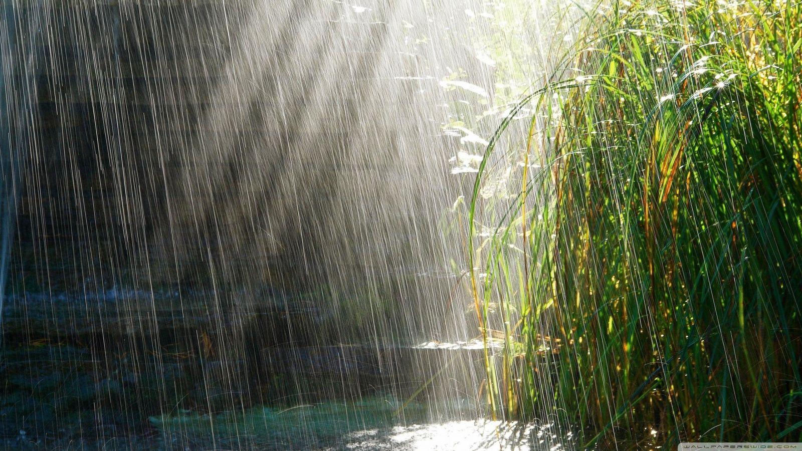Summer Rain ❤ 4K HD Desktop Wallpaper for 4K Ultra HD TV • Tablet