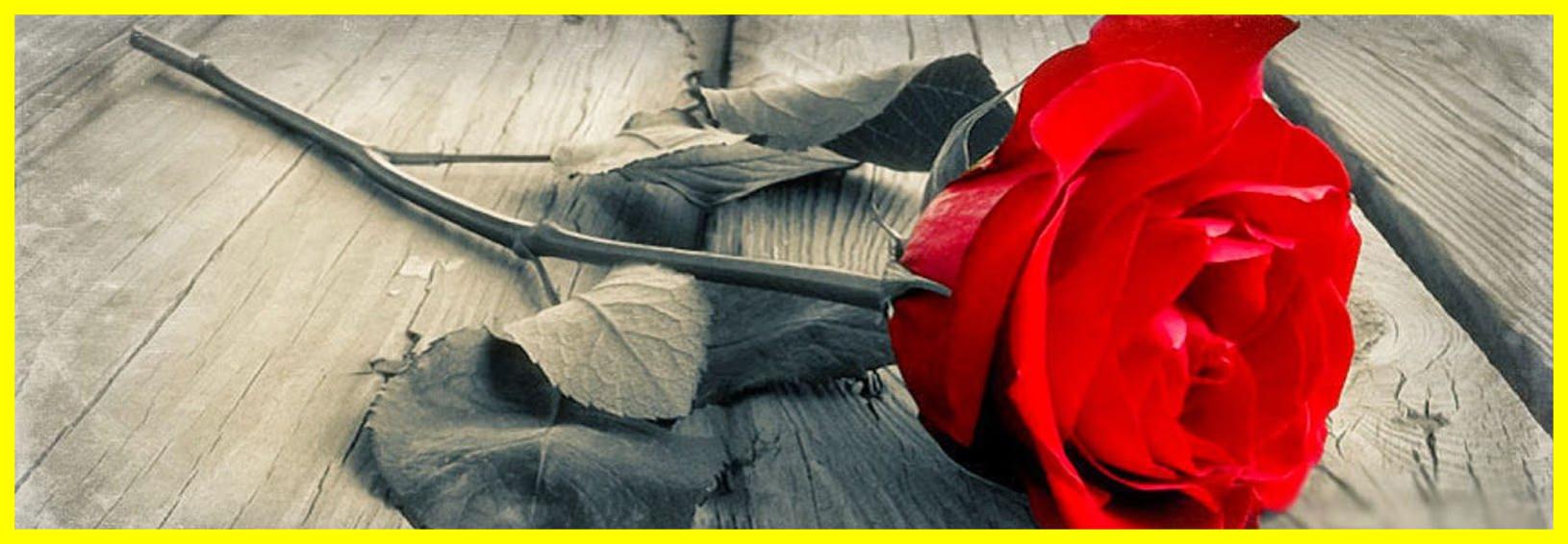 Astonishing Fb Cover HD Wallpaper All Image Of Red Rose Single Pic